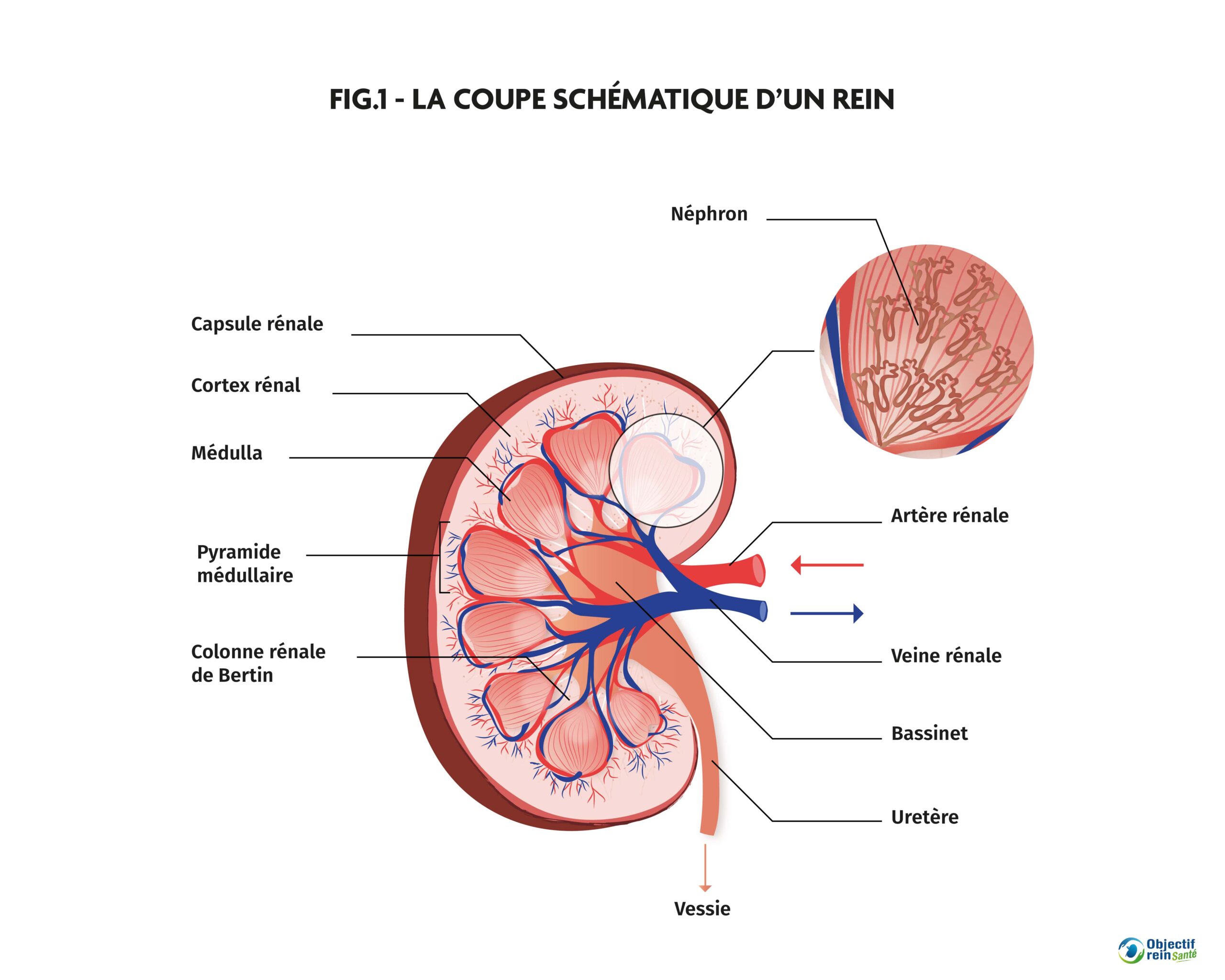 La coupe schématique d'un rein l Objectif Rein Santé La coupe schématique d'un rein l Objectif Rein Santé